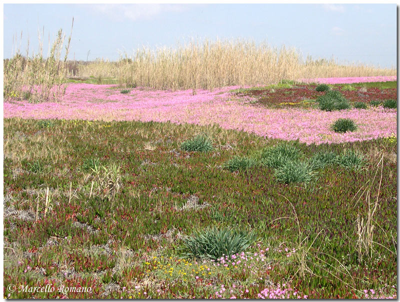 Segni di primavera